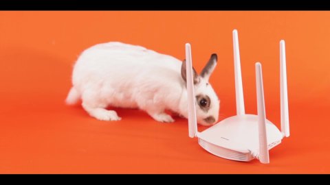 Happy Easter Advert with a Real Bunny